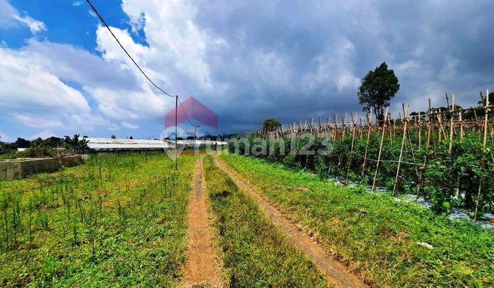 Tanah Jual Sangat Luas Dekat Pasar Nongkojajajr Penanjakan Bromo