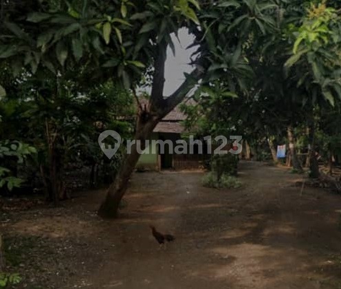 FOR SALE 2 PLOTS OF LAND WITH SWIFTLET HOUSE TENDAS TAYU PATI