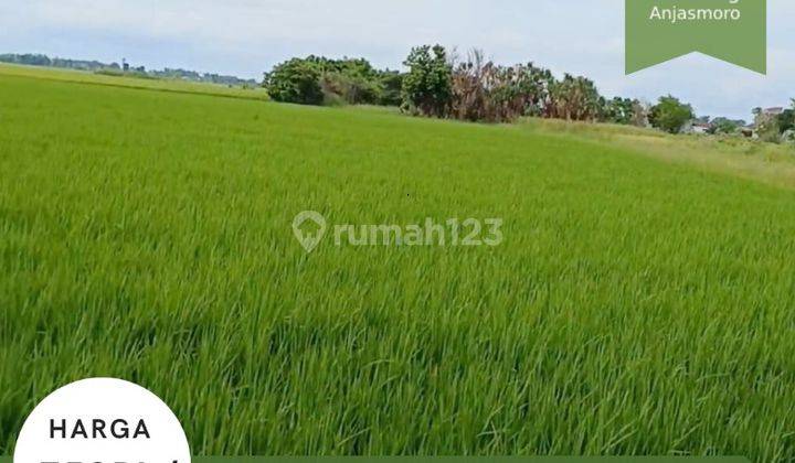 Dijual Tanah Sawah Kering 2170 M Wedung Demak  1