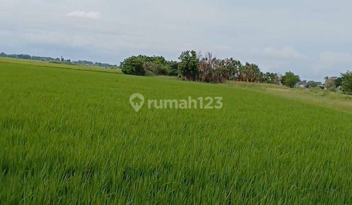 Dijual Tanah Sawah Kering 2170 M Wedung Demak  2