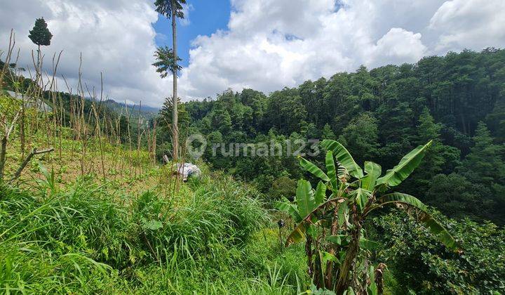 Tanah pekarangan istimewa 2