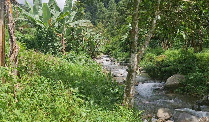 Tanah pekarangan istimewa 4
