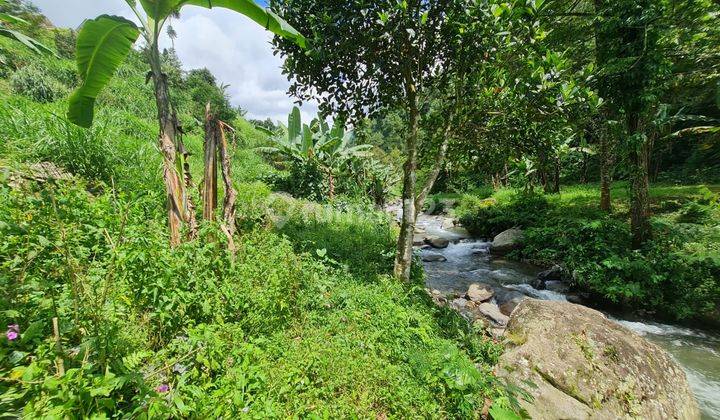 Tanah pekarangan istimewa 10