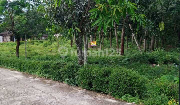 Tanah Pekarangan Hook Strategis Tanah Pekarangan Hook Strategis