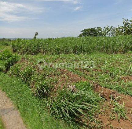 Tanah Pertanian Ngantong 72000 m2 Bareng, Jombang 2