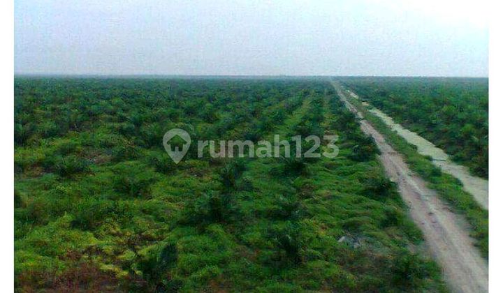 Dijual Cepat Perkebunan Sawit Di Dumai Riau Dijual Cepat Perkebunan Sawit Di Dumai Riau