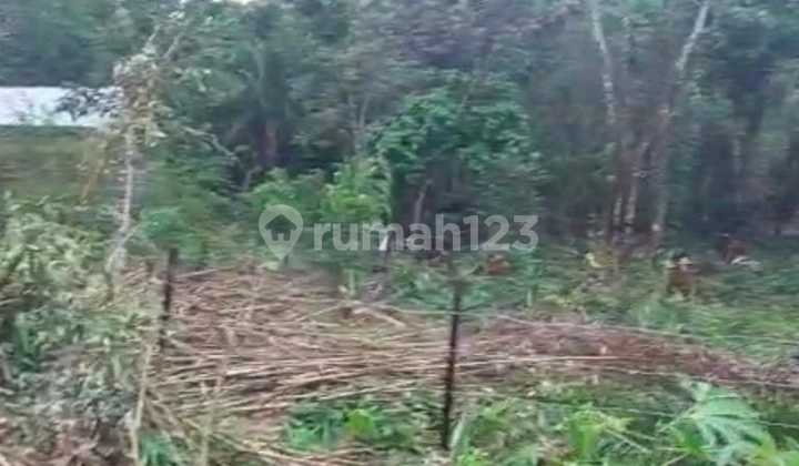 Dijual Cepat Tanah Jln Raya Utama Provinsi Ikn Kalimantan Timur Shm