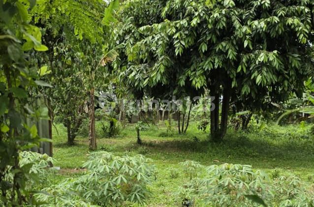 Dijual Tanah Parung Bogor Strategis Dijual Tanah Parung Bogor Strategis