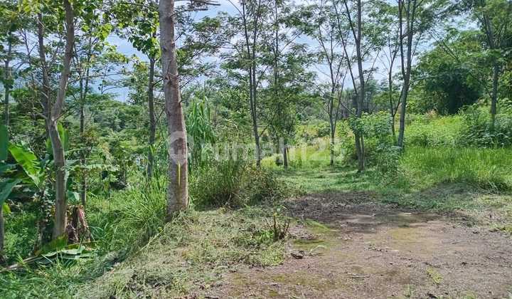 Land for Quick Sale in Nanggung, Bogor Regency, Area 4500m²