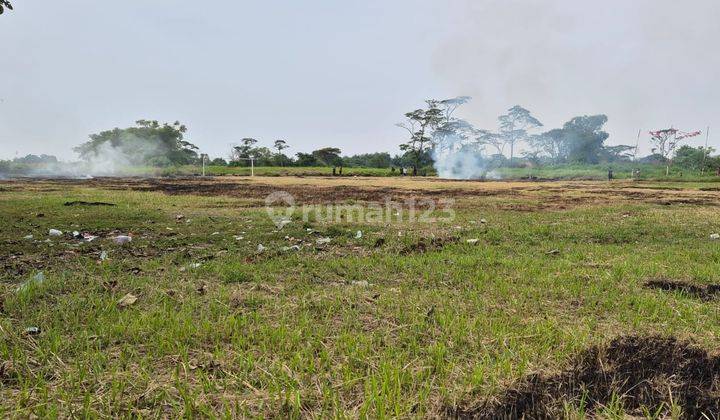 Tanah Sawah Kasemen Cocok untuk Perumahan 1
