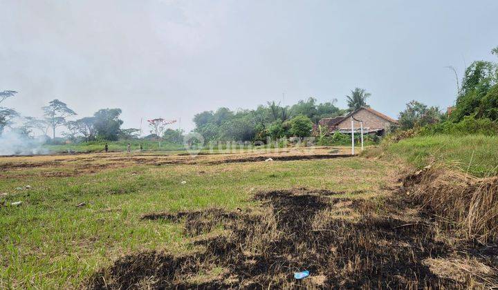 Tanah Sawah Kasemen Cocok untuk Perumahan 2