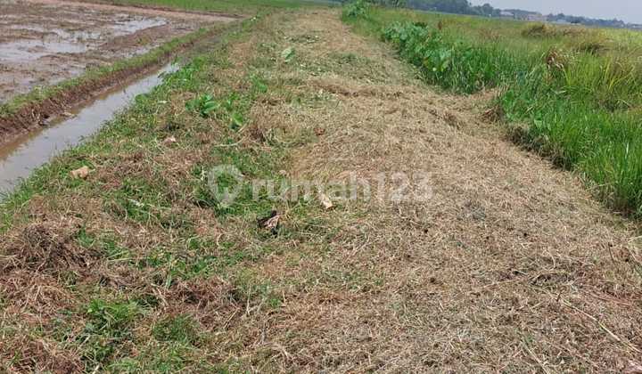 10Ha East Karawang Plot for Housing 10Ha East Karawang Plot for Housing