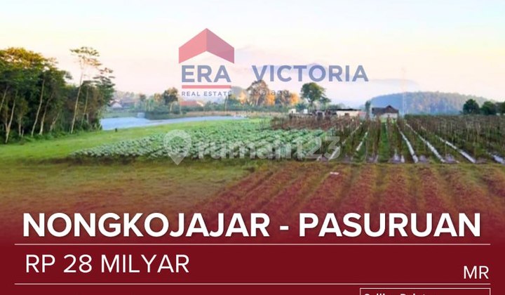 Land for Sale Near Nongkojajar Market, Pananjakan Bromo, Nongkojajar-Jabung Route Suitable for Teaching Farm, Plantation, Livestock. Located at 1058 MASL. Land for Sale Near Nongkojajar Market, Pananjakan Bromo, Nongkojajar-Jabung Route Suitable for Teaching Farm, Plantation, Livestock. Located at 1058 MASL.