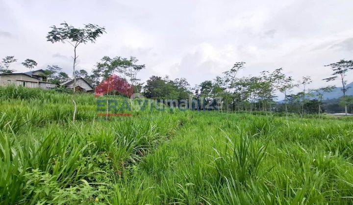 Tanah Sawah Luas Lokasi Daerah Waturejo Ngantang Dekat Pabrik Sampoerna , Smp Pgri 2, Pasar Ngantang, Jalur Utama Batu-jombang  1