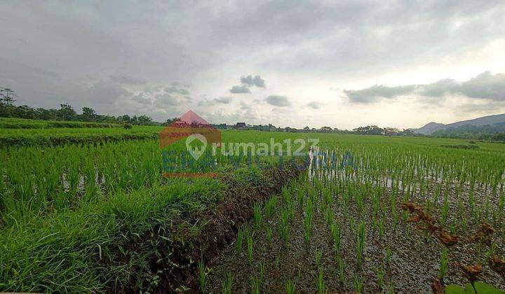 DIJUAL Tanah Krajan Sumber Ngepoh, akses mudah, udara sejuk, lokasi dekat perbukitan, sistem irigasi Bagus, sawah produktif
 1