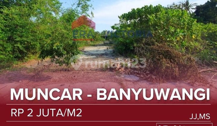 Tanah Jual Lokasi Dekat Pelabuhan Muncar Banyuwangi Lahan Luas Cocok Untuk Gudang Atau Pabrik 
