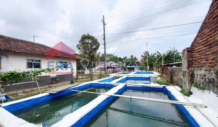 Tanah Usaha Pembibitan Lele Beserta alat-alatnya Dekat Ruko-Ruko, Pasar Tumpang Rejo, jalur ke Wisata Lembah Indah, Gunung Kawi. Ada Bangunan LB 55 (5 x 8) + LB (4 x 16) + 10 Kolam
 1