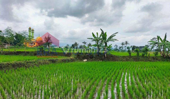 Tanah Jual Jalan Raya Malang-surabaya Dekat Pabrik Bdf, Puskesmas Ardimulyo (zona Hijau) Sawah  1