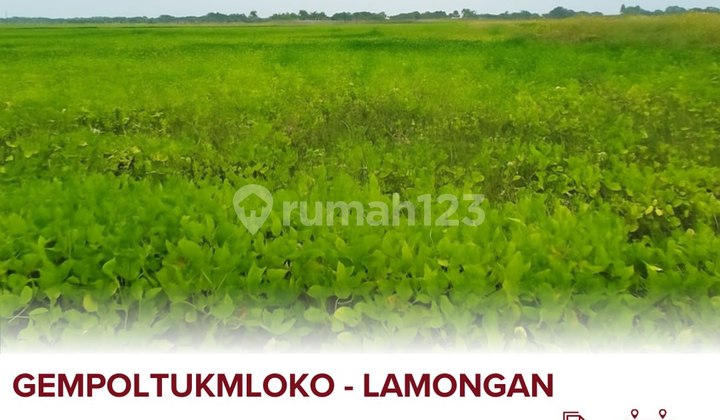 For Sale Land in Gempoltumloko Lamongan, 3 Minutes from Gempoltukmloko Village Office, SMK Negeri 1 Sarirejo, 4 Minutes from Koramil 0812/25 Sarirejo. For Sale Land in Gempoltumloko Lamongan, 3 Minutes from Gempoltukmloko Village Office, SMK Negeri 1 Sarirejo, 4 Minutes from Koramil 0812/25 Sarirejo.