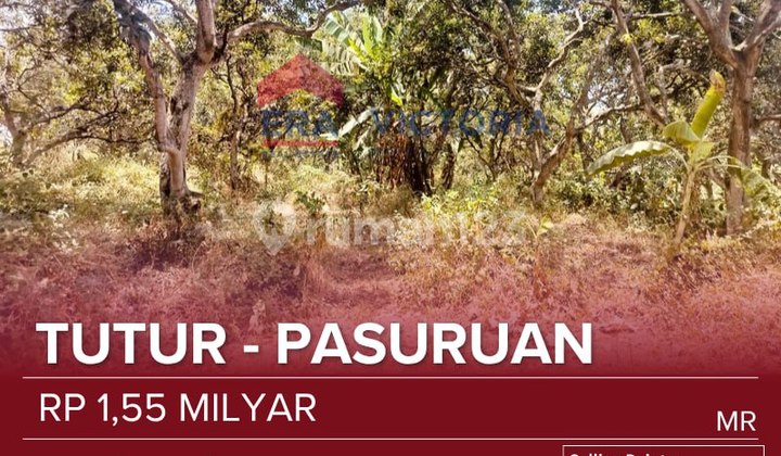 Tanah Jual Area Purwosari Dekat Wisata Bakti Alam, Chymori Pasuruan, Pabrik Pakan Samsung Cocok Untuk Perternakan, Perkebunan Tanah Jual Area Purwosari Dekat Wisata Bakti Alam, Chymori Pasuruan, Pabrik Pakan Samsung Cocok Untuk Perternakan, Perkebunan