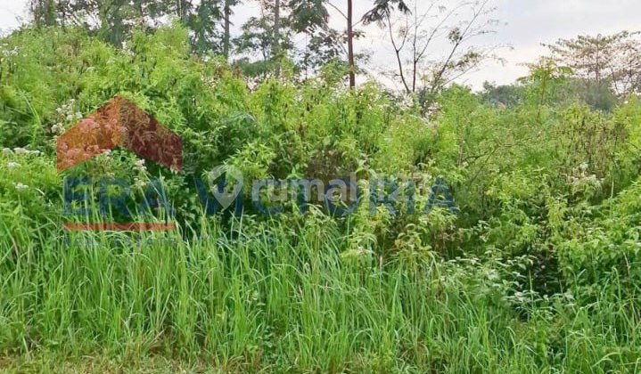 Tanah Kavling Lokasi Area Merjosari Cocok Untuk Dibangun Rukos Atau Rumah Tinggal Dekat Ke Thursina Islamic Boarding School, Univ. Gajayana, Uin, Unisma, Itn, Perum Vbt Dan Beberapa Cafe Tanah Kavling Lokasi Area Merjosari Cocok Untuk Dibangun Rukos Atau Rumah Tinggal Dekat Ke Thursina Islamic Boarding School, Univ. Gajayana, Uin, Unisma, Itn, Perum Vbt Dan Beberapa Cafe