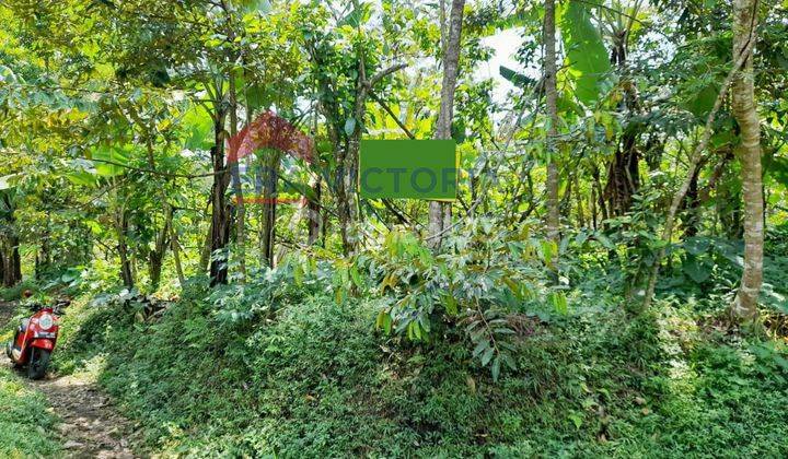 DIJUAL Tanah Perbatasan Toyomarto dan Tegalrejo Lokasi Strategis Cocok untuk Lahan Perkebunan, Perternakan, Rumah Tinggal Dekat Wisata Kebun Teh  2