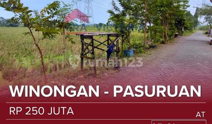 Agricultural Land for Sale Active 5 Minutes to Winongan Market, 7 Minutes to SMPN 1 Winongan, Sdn Penataan can be for Investment