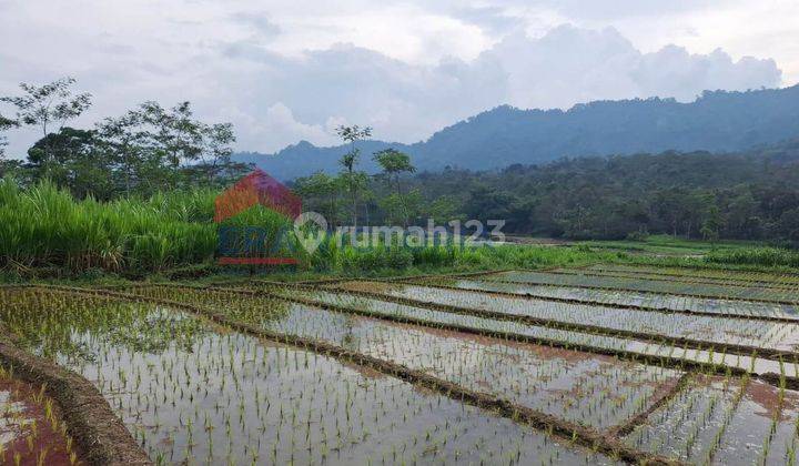 Tanah Sawah Luas Lokasi Daerah Waturejo Ngantang Dekat Pabrik Sampoerna , Smp Pgri 2, Pasar Ngantang, Jalur Utama Batu-jombang  2