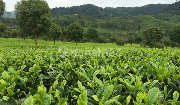 DIJUAL PERKEBUNAN TEH DI BANDUNG DIJUAL PERKEBUNAN TEH DI BANDUNG