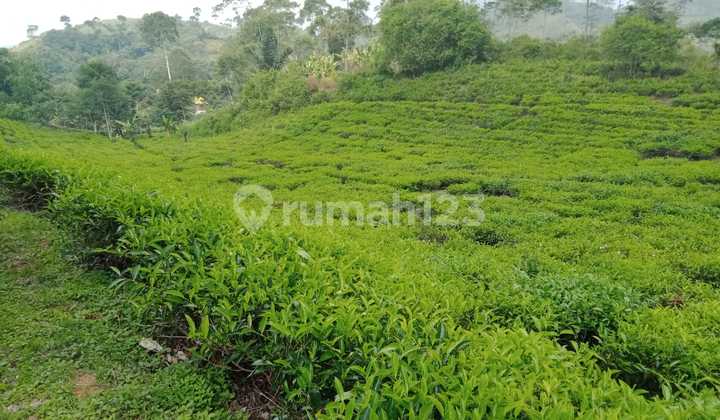 FOR SALE TEA AND COFFEE PLANTATION IN BANDUNG
