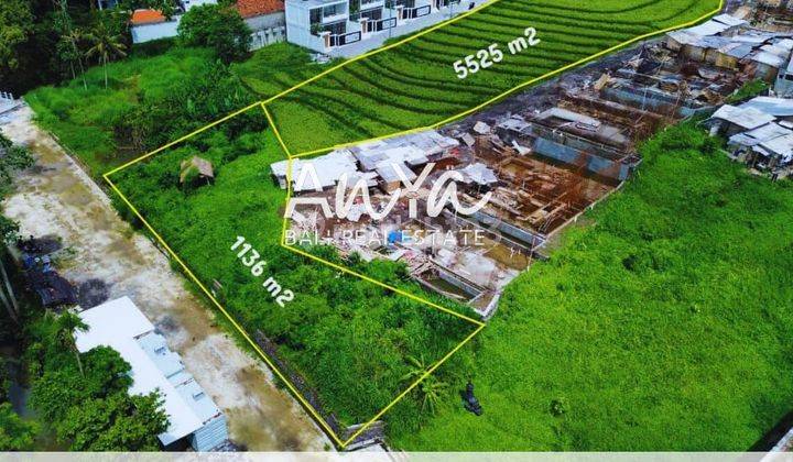 Leasehold Land 1136 M2 In Pererenan Canggu 1