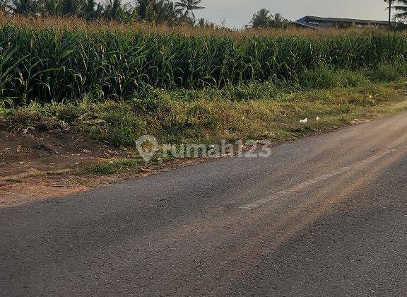 Dicari Pembeli Tanah Luas Strategis di Pandan Ajeng Tumpang 1
