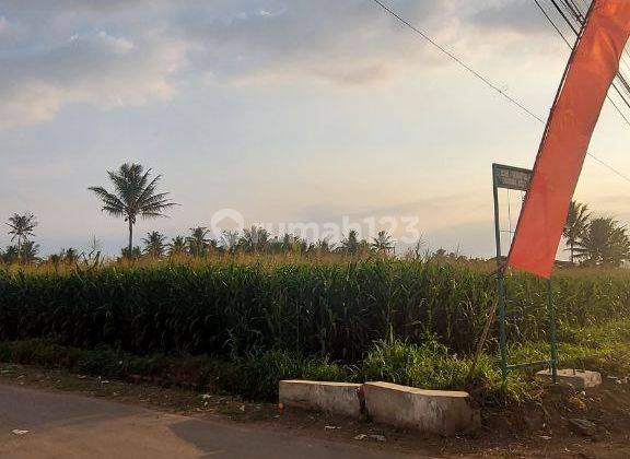 Dicari Pembeli Tanah Luas Strategis di Pandan Ajeng Tumpang 3