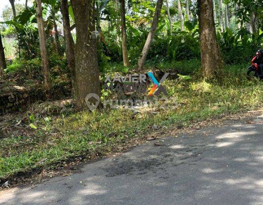 Tanah Bonus 30 Tanaman Jati Siap Panen di Talangagung Kepanjen Malang 1
