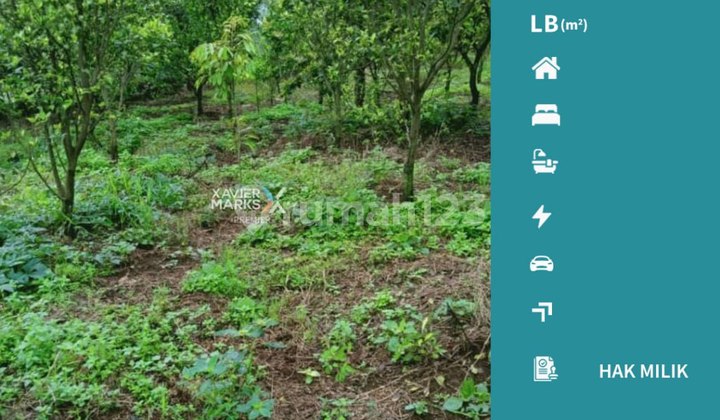 Tanah Cocok untuk Perkebunan di Klampok Singosari Malang