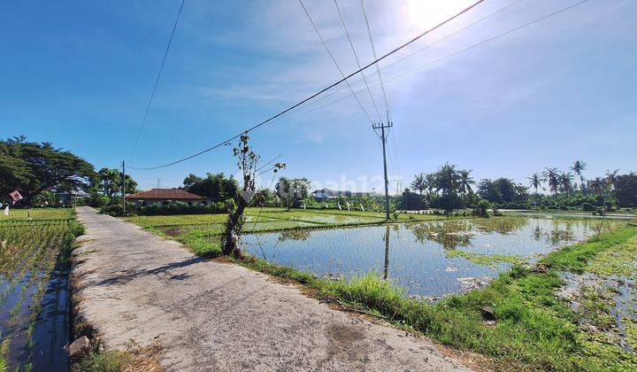 Tanah Sawah Dijual Di Tukadmungga Buleleng Harga Per Meter