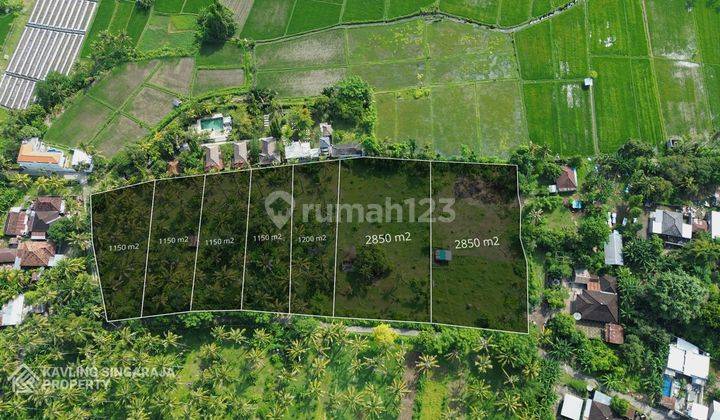 Dijual Tanah Kawasan Villa Desa Kaliasem Lovina 1