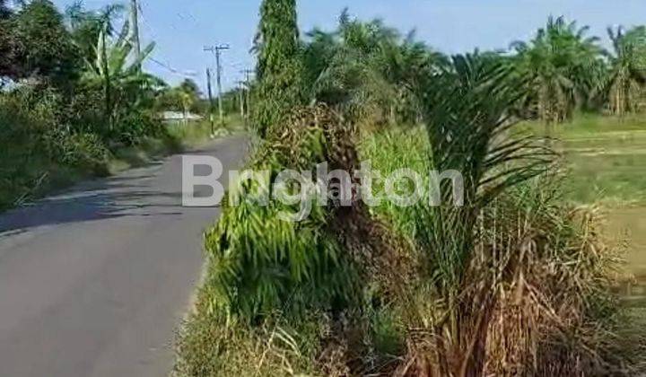 Tanah Sei Tuan Deli Serdang 49200m2 alias 5 hektar medan sumatra utara 2