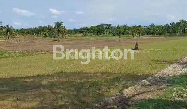 TANAH 4,9HA DESA KELAMBIR PANTAI LABU PERCUT SEI TUAN medan sumatra utara 1