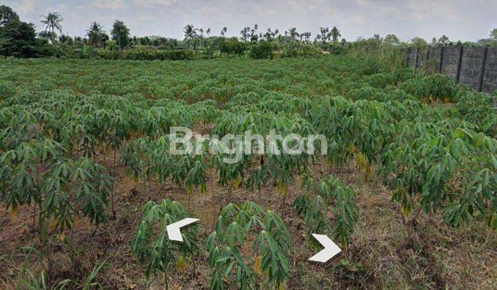 TANAH 2HA BUNGA RAMPAI 2 SIMALINGKAR MEDAN TUNTUNGAN 1