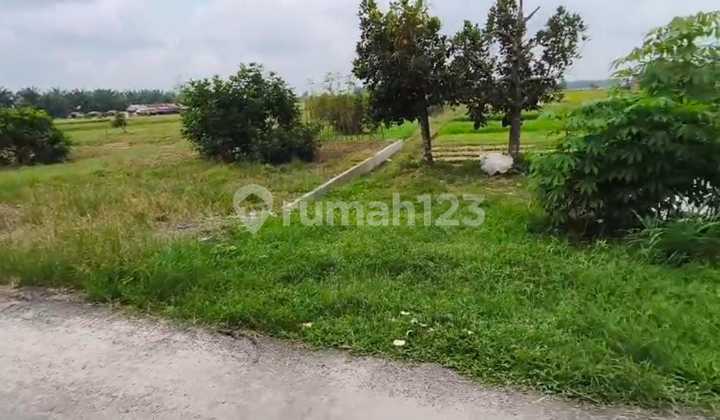 Tractor Land, Tandam, North Binjai