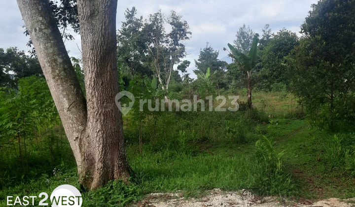 Jual Murah Kavling Perkebunan Cikatapis Megamendung Bogor