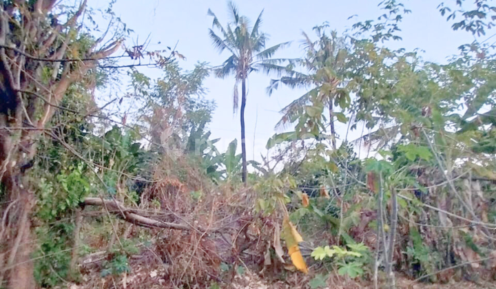 Dijual Tanah Murah 1,55 Are Banyuning Singaraja Buleleng Bali Dekat Sukasada  Bungkulan Lovina 