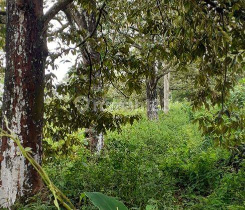 Dijual Tanah Luas 2 Hektare Di Jalan Cagak Subang 1
