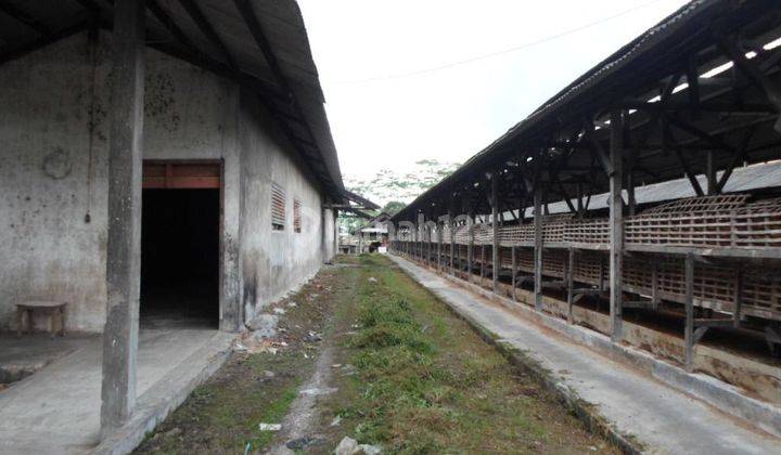 Dijual Lahan Luas 8,2 Ha Di Raya Kendalrejo, Kec. Talun, Kab. Blitar 6