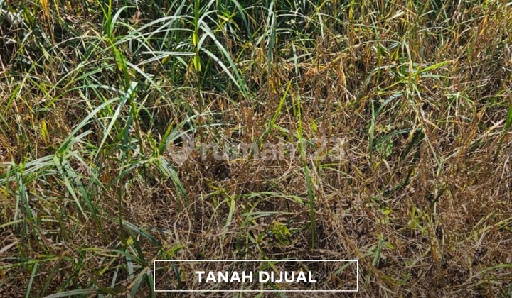 Land Ready for Use in Siantan Hulu, Pontianak