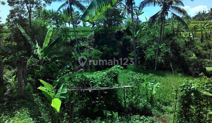 Tanah Luas Bonus Bangunan Dan Sawah Cugenang Cianjur 2