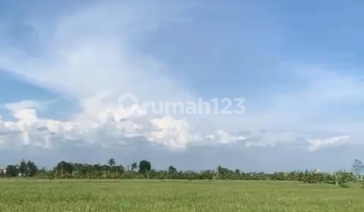 Premium Land in Pink Zone, Cemangi, Canggu, Bali