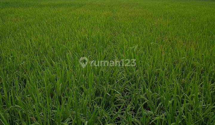  Jual Tanah 6.426 M2 di Kosambi Karawang Jabar 2