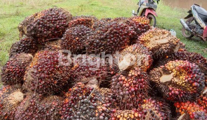 kebun sawit 1